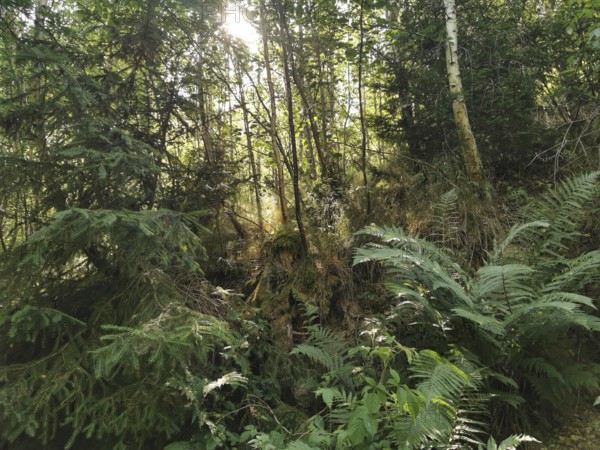 Dense forest with sunlight shining through the trees, surrounded by ferns