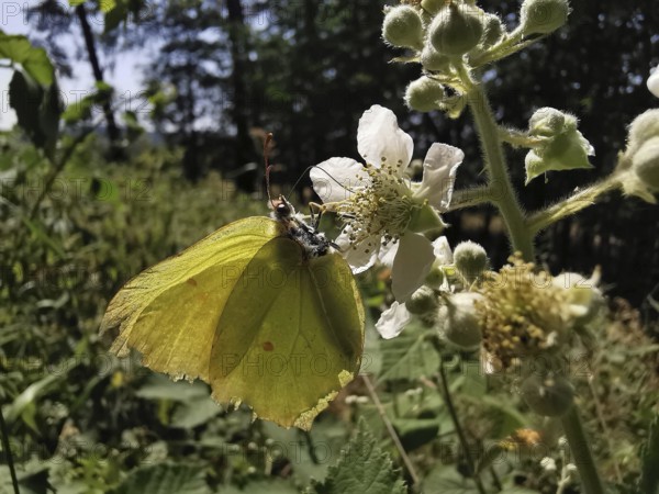 A lemon butterfly (Gonepteryx rhamni) sitting on a flower, surrounded by lush vegetation and trees, Thuringian Forest, Germany