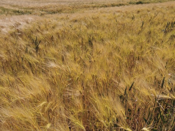 A wide, golden yellow grain field (granum) under a blue sky in the summer heat, Franconian Forest nature park Park, Germany