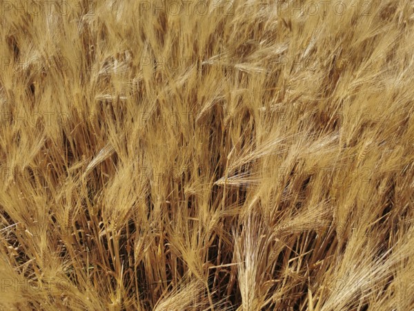 A dense field full of golden ears of grain (granum) nestling together, Franconian Forest nature park Park, Germany
