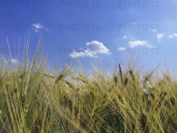 A wide grain field (granum) under a bright blue sky with scattered clouds, Franconian Forest nature park Park, Germany