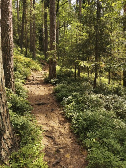 A narrow path snakes through a sun-drenched forest full of tall trees, Frankenwald nature park Park, Germany