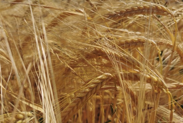 Dense golden-yellow ears of grain (granum) standing densely interwoven in the field, Franconian Forest nature park Park, Germany