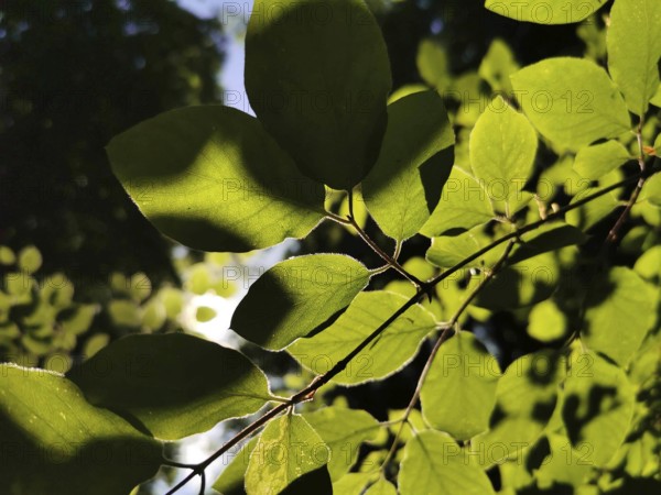Close-up view of brightly lit green leaves in the shade of a tree, Frankenwald nature park Park, Germany