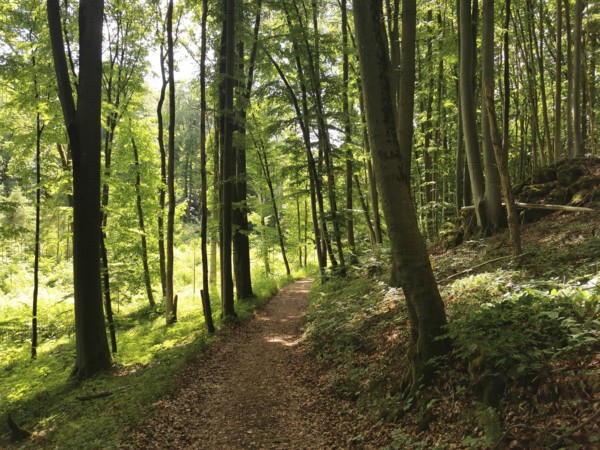 Forest path lined with tall, green trees, sunlight breaks through the canopy, Frankenwald nature park Park, Germany