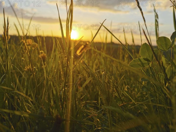 Meadow at sunset, grasses rising high into the golden light of the evening, Frankenwald nature park Park, Germany
