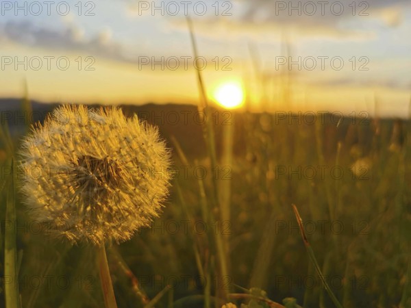 Close-up of a dandelion head (Taraxacum) in the light of a sunset over a meadow, Franconian Forest nature park Park, Germany
