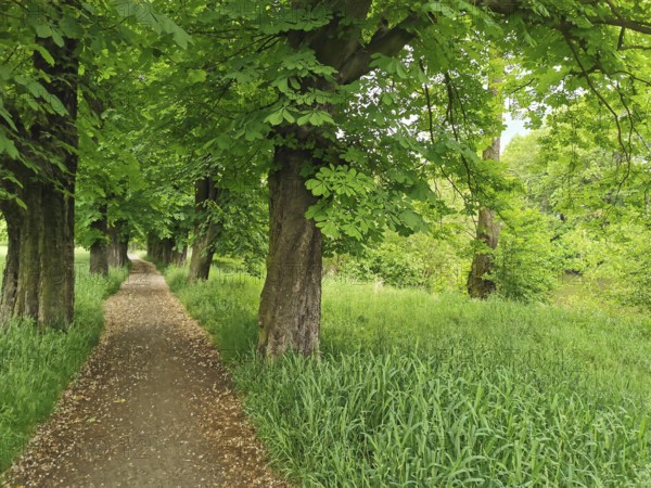 Shady forest trail lined with thick green trees on both sides, Frankenwald nature park Park, Germany