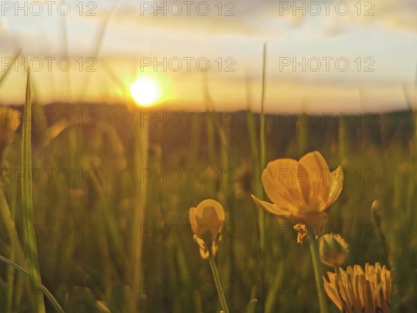 Yellow flowers in a meadow in the warm light of a sunset, Frankenwald nature park Park, Germany