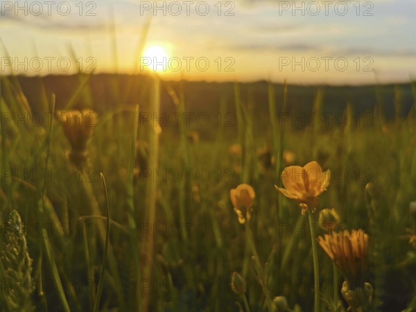 Yellow flowers in a meadow in the evening light with a picturesque sunset, Frankenwald nature park Park, Germany