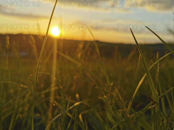 Meadow at sunset, grasses in the foreground and warm evening light in the background, Frankenwald nature park Park, Germany