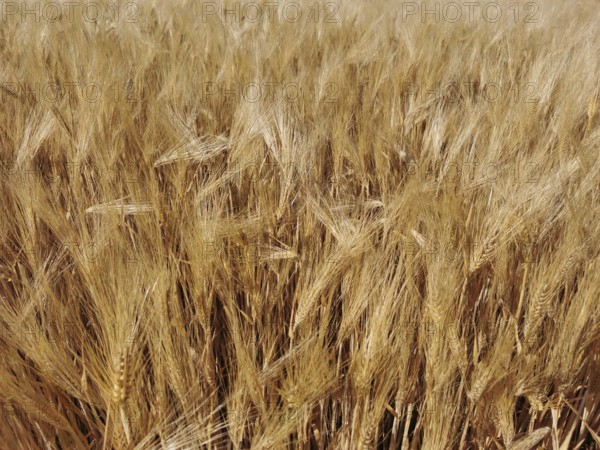 A dense field full of golden ears of grain (granum), ready for harvest, Franconian Forest nature park Park, Germany
