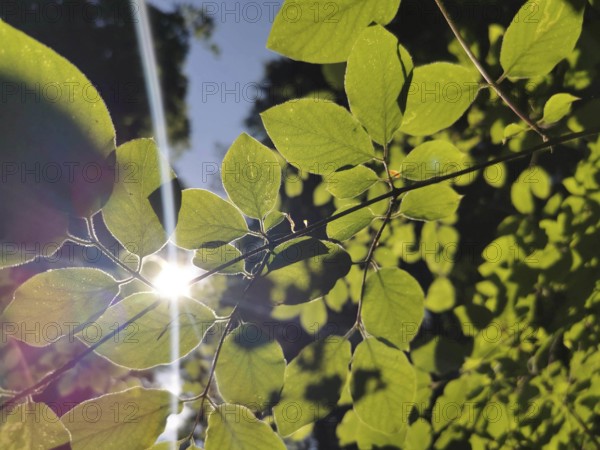 Green leaves illuminated by sunlight in bright backlight, Frankenwald nature park Park, Germany