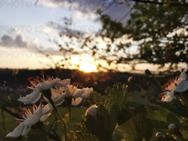 White-pink flowers in the foreground, sunset and wide landscape in the background, Frankenwald nature park Park, Germany