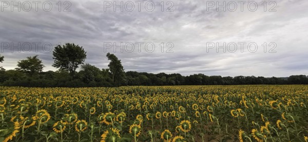 Large field full of blooming sunflowers under a cloudy sky