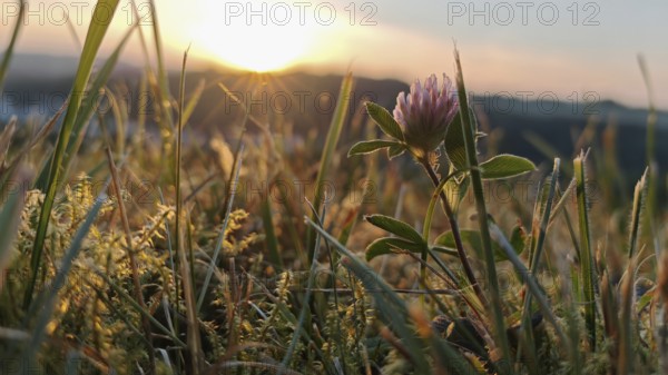 Close-up of a clover flower at sunset in a meadow