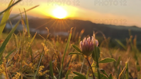 Clover flowers in a meadow at sunset with golden rays