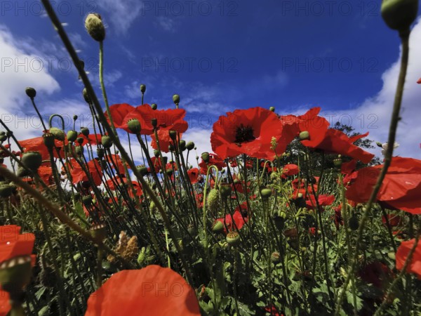 Red poppies stand out under a bright blue sky, Upper Franconia, Germany