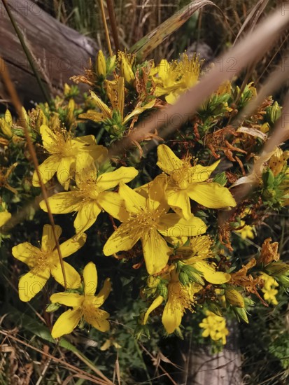 Yellow flowers bloom brightly amidst green foliage and dry grass in a meadow