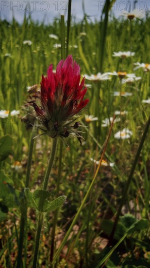 Red flower in focus surrounded by daisies in a green meadow