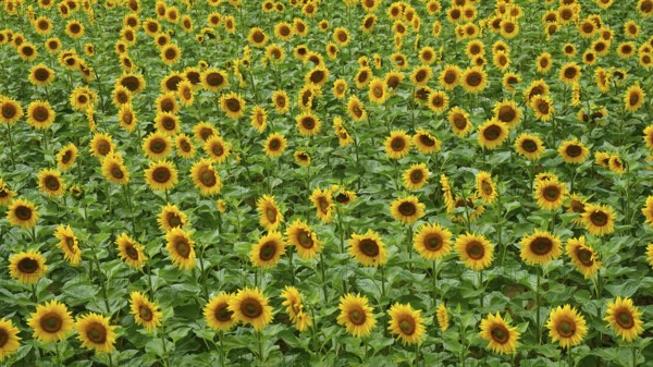 A wide field with countless yellow sunflowers leaning towards the sun, Hungary
