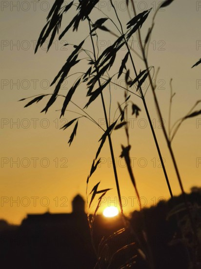 Silhouette of grass in the foreground against an orange sunset with Rosenberg fortress in the background, Kronach, Frankenwald nature park Park, Germany
