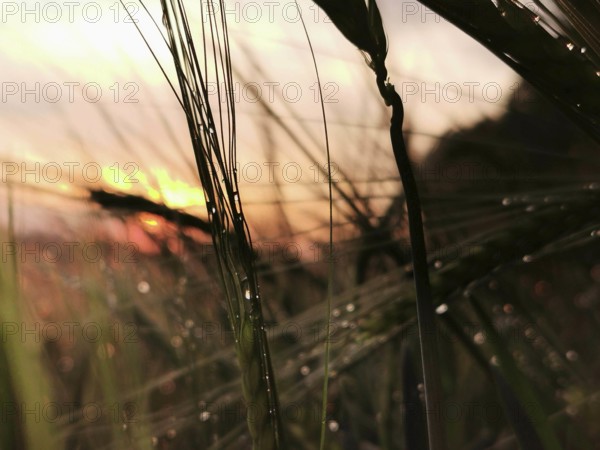 Dripping wet grasses in the foreground against a pastel sunset, Frankenwald nature park Park, Germany