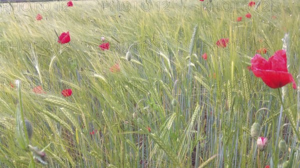 A field full of green plants with scattered red poppies on a summer day, Frankenwald nature park Park, Germany