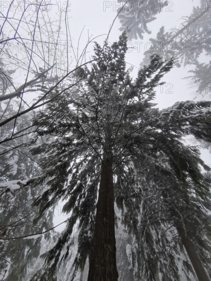 Conifer tree in fog with snowy branches, Frankenwald nature park Park, Bavaria, Germany