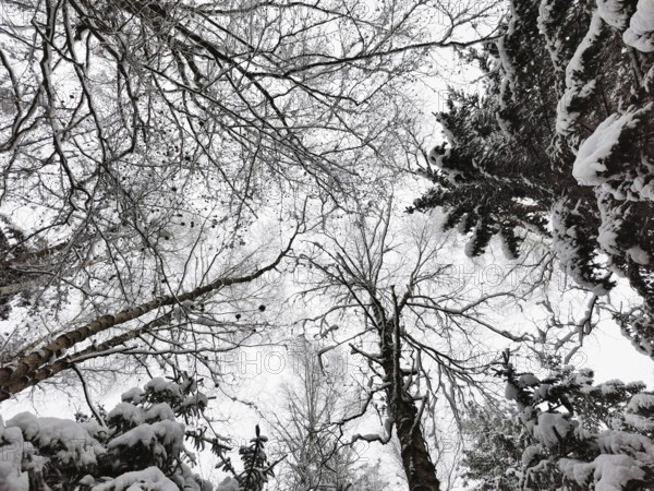 Snowy forest view with bare trees and a whiff of snow, Frankenwald nature park Park, Bavaria, Germany