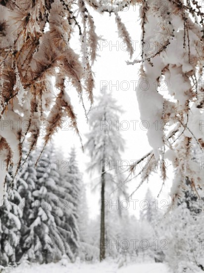Snowy trees and branches in a wintry landscape, Fichtelgebirge, Germany
