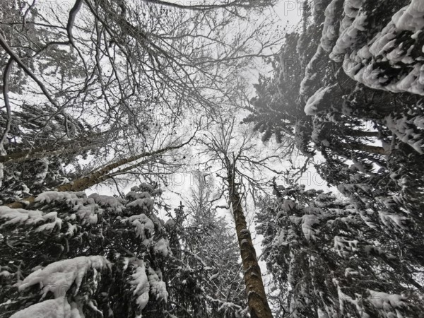 Snowy trees towering into the winter sky, Frankenwald nature park Park, Bavaria, Germany