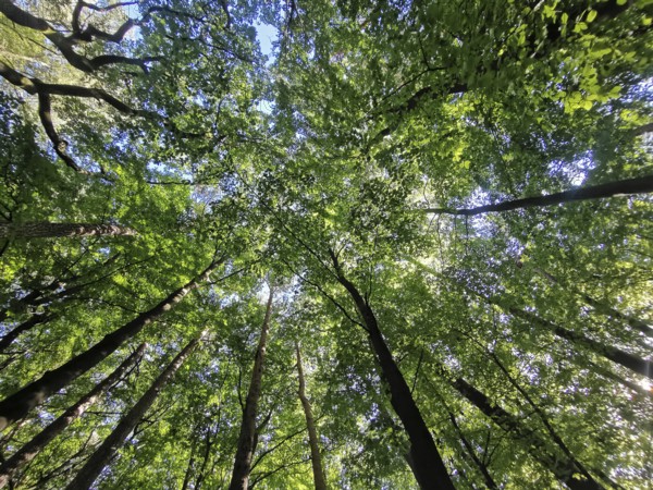 Looking up through a thick canopy of leaves in the forest with sunlight shining through, Frankenwald nature park Park, Upper Franconia, Germany