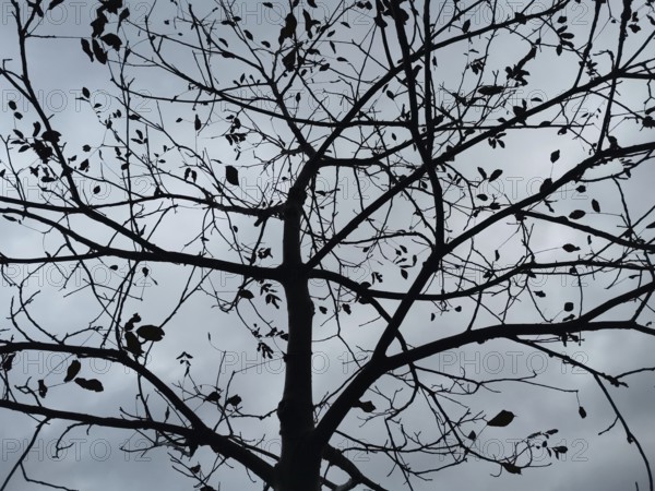 Bare tree against grey sky with scattered leaves, Frankenwald nature park Park, Bavaria, Germany