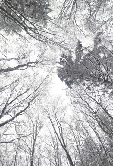 Wintery forest with snow-covered trees towering over a bright sky, Frankenwald nature park Park, Bavaria, Germany