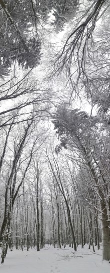 Snowy winter forest with tall bare trees and a cloudy sky, Frankenwald nature park Park, Rennsteig, Bavaria, Germany