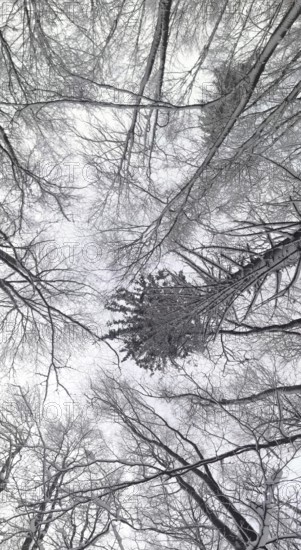 Winter forest with snow-covered trees and a grey sky, Frankenwald nature park Park, Bavaria, Germany