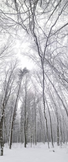 Snowy forest with bare trees towering over cloudy sky, Frankenwald nature park Park, Bavaria, Germany