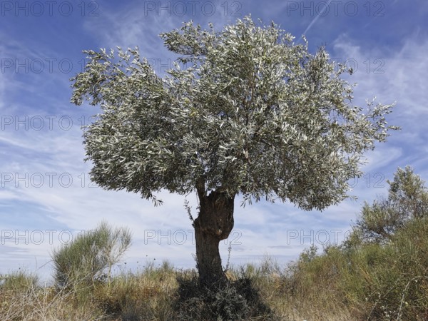 A lone olive tree stands in a dry landscape with blue sky and light clouds, (olea europaea), Berat, Albania