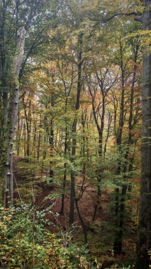 An autumnal forest with colorful foliage and a quiet, natural atmosphere, Franconian Forest