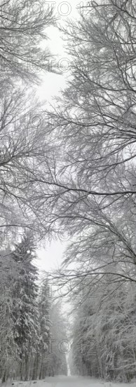 Snowy forest trail between tall, bare trees, arranged in a circle, Frankenwald nature park Park, Rennsteig, Bavaria, Germany