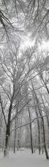 Snowy forest with tall, bare trees and a grey sky, Frankenwald nature park Park, Bavaria, Germany