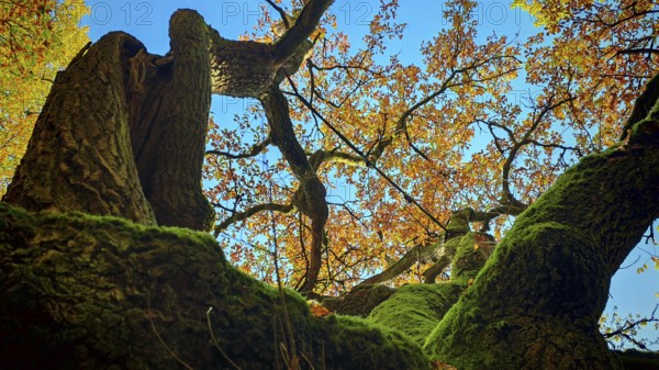 View from below of moss-covered branches and autumn leaves against a blue sky, Hainich National Park, Germany