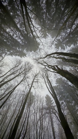 In a dense forest, the tall trees stretch out into the foggy sky, mystical and impressive, treetops, Rennsteig, Frankenwald nature park Park