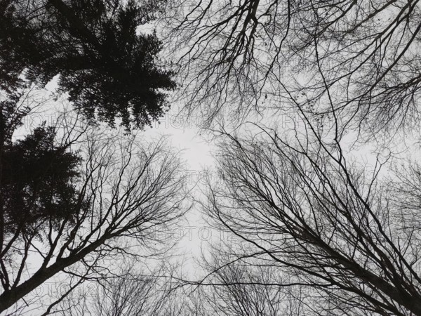 Bottom view of bare treetops against grey sky, Frankenwald nature park Park, Bavaria, Germany