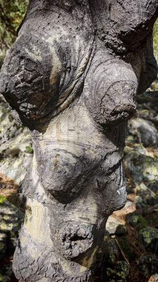 Close-up of gnarled tree bark with distinct texture and shades of gray, funny tree, face, Mestia, Georgia