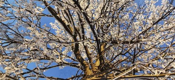 Snowy tree with frosty branches against blue sky, Frankenwald nature park Park, Bavaria, Germany