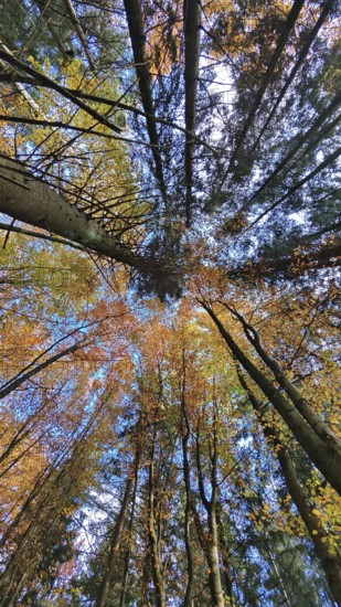 Colourful forest with blue sky views, the autumn leaves glow in yellow and orange. RennSteig, Frankenwald nature park Park, Germany