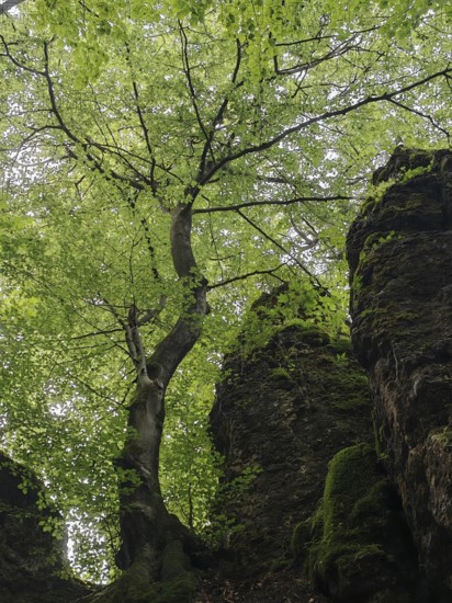 A tree grows between moss-covered rocks in a green forest, peaceful atmosphere, Franconian Switzerland, Upper Franconia, Germany