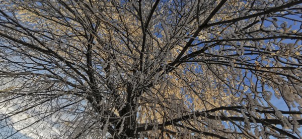 Frost-covered tree against clear blue sky, Frankenwald nature park Park, Bavaria, Germany